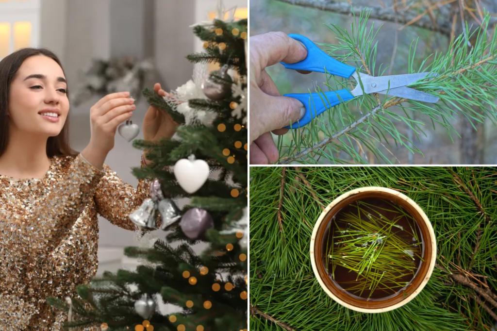 Can you eat the leftover Christmas tree? 'Pine needle tea' can boost the immune system