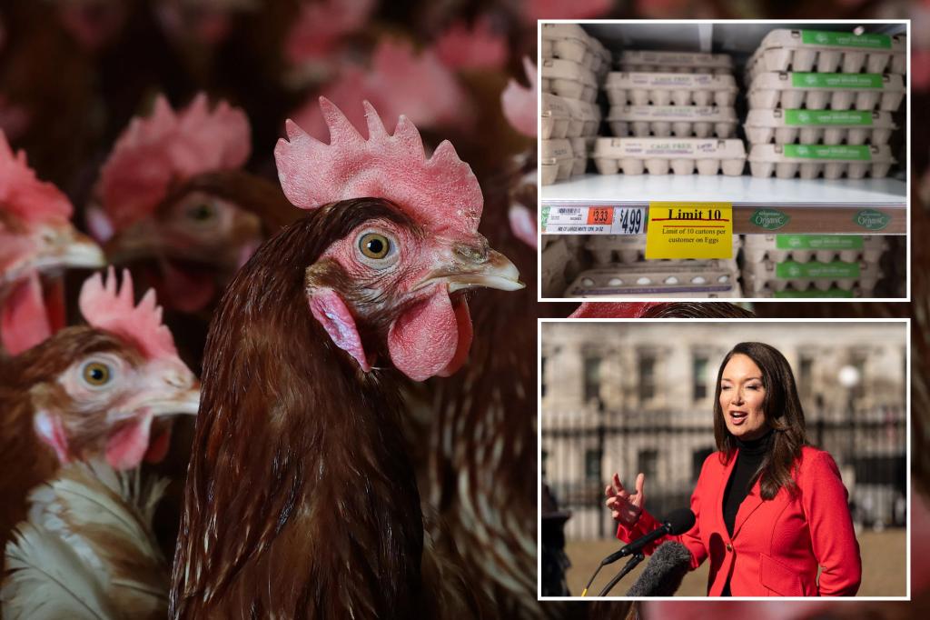 Eggs prices can be over 40% this year dumped as the Trump bird flu plan discovered